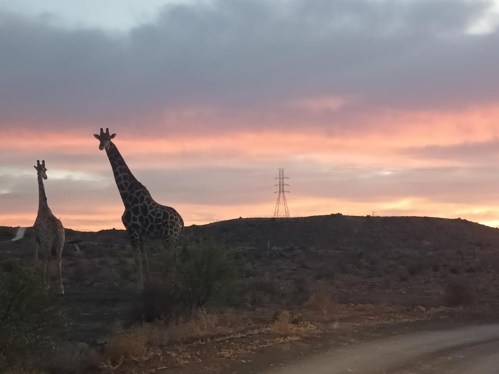 Teri-Lemveli Lodge Beaufort West Eksteriør billede